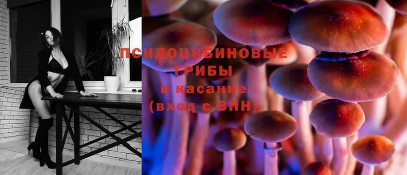 маркетплейс как зайти  Ладушкин  Псилоцибиновые грибы Psilocybine cubensis 